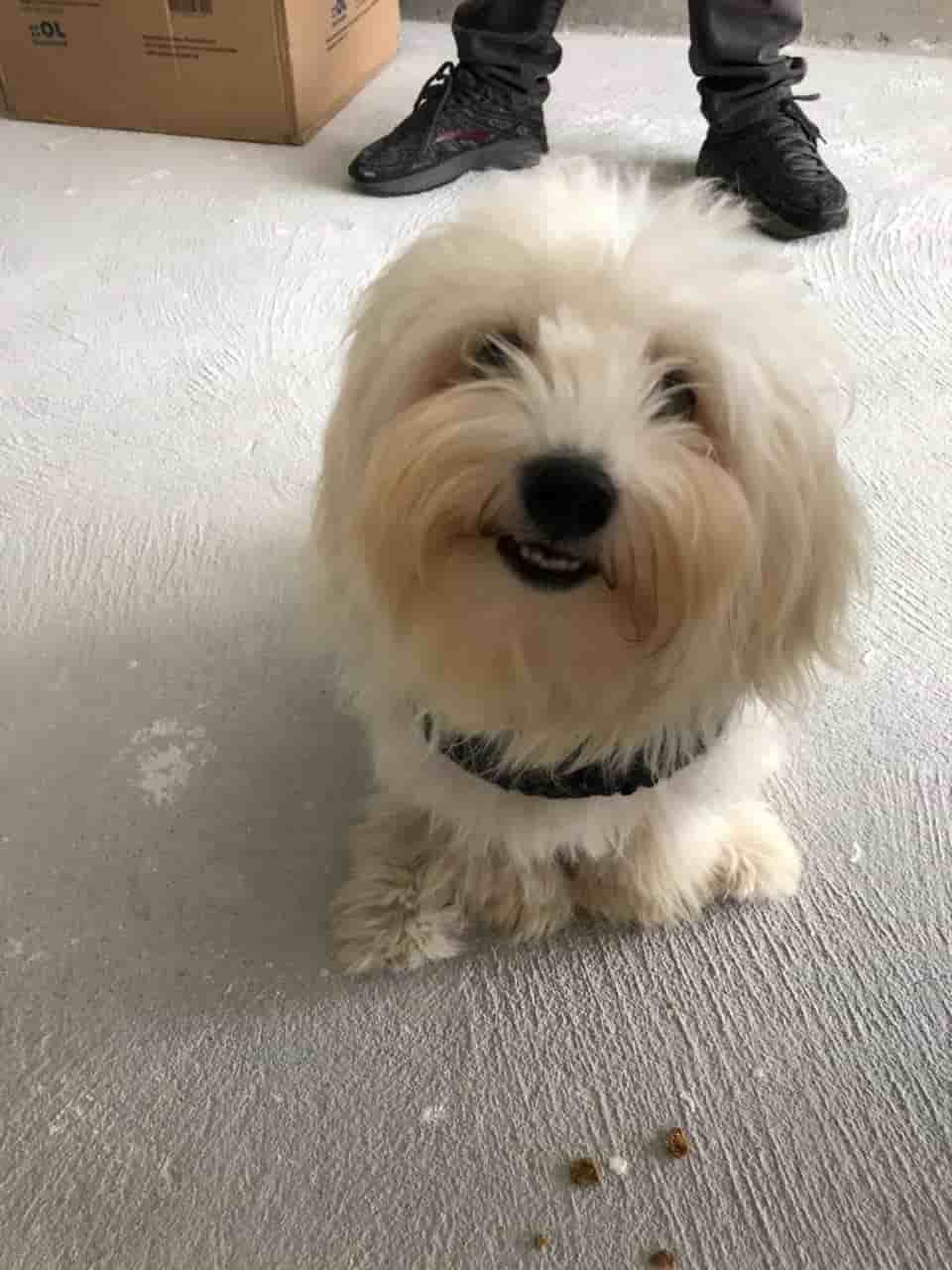 Sobre Mim 9 Cachorro de estimação do fundador do SkyTC, embaixador e testador oficial da categoria de produtos Pet-Tech.